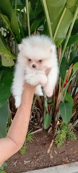 Minipom stb vaksin