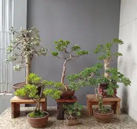 Borong murah bonsai hias 6 pot