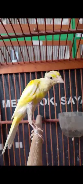 Gibosso x crosbreed paud jantan