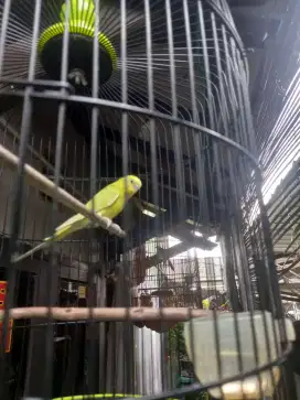Burung parkit jantan gacor