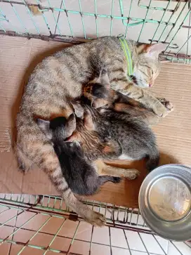 Adopsi anak kucing 4 ekor