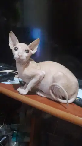 Kucing Sphynx Betina