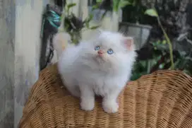 Kitten Flatnose Himalaya Redpoint