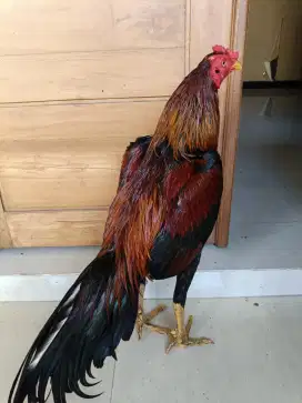 Dijual ayam Bangkok bervideo
