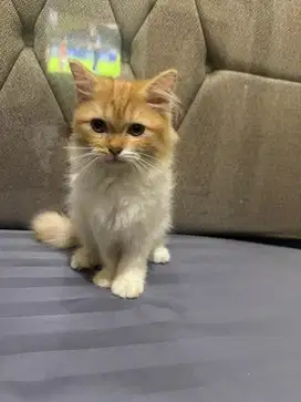 Kucing persia mix bsh oren kitten