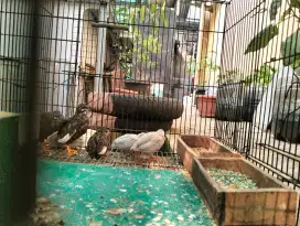 Puyuh Batu Hiasan Aviary