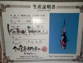 Koi Showa 50cm Impor with Serty Isa Koi Farm