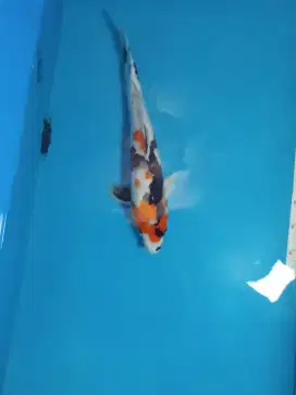 Koi Showa Jumbo 50cm Impor, Murmer saja