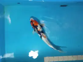 Koi Showa Impor 50cm Jumbo with Serty Isa Koi Farm