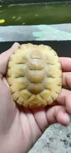 Res albino cakep