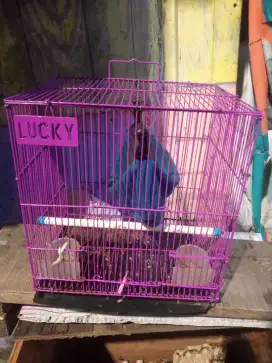 KANDANG SUGAR GLIDER DAN TASNYA