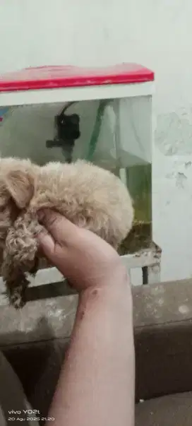 Mix poodle banyak bulu jantan