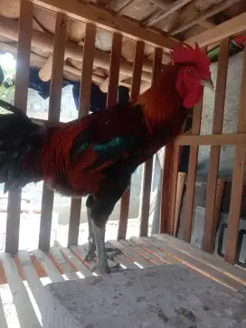 AYAM PELUNG CIANJUR JUMBO JANTAN