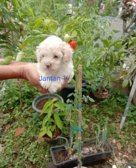 Poodle jantan gantengggg