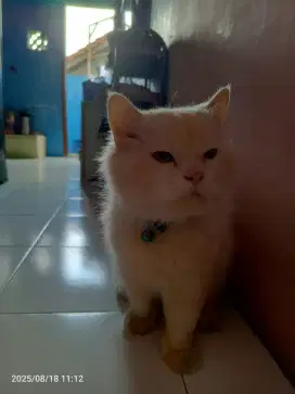Open Adopt Jantan