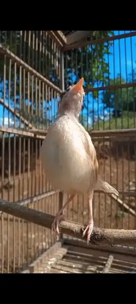 CIBLEK LANGKA CREAMINO udah por dan bunyi Tt masuk