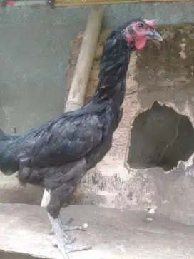 JUAL AYAM PELUNG 1Ekor CIANJUR BETINA