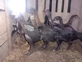 JUAL ANAKAN PER EKOR PELUNG CIANJUR JUMBO