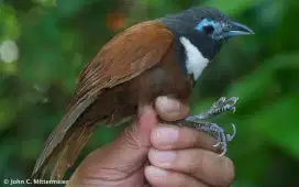 Burung masteran atau buat aviary