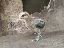 JUAL ANAKAN 2 Ekor AYAM PELUNG CIANJUR JUMBO