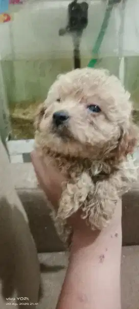 Mix poodle, banyak bulu jantan