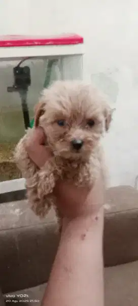 Mix poodle, banyak bulu bentina