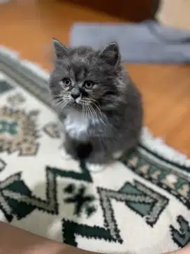 ANAK KUCING / KITTEN PERSIA 600 RIBU
