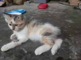 Jual murah  kucing persia mix dome