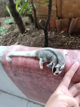 Sugar glider mozaic