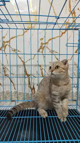 scottish fold betina kitten