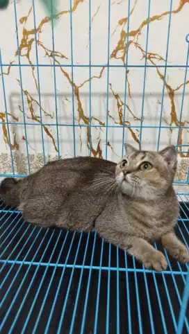 scottish fold betina gemoy