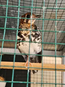 Jual Anis kembang pastol jantan