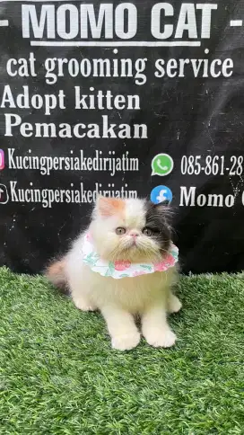 Kitten peaknose line ped calico