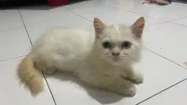 kitten usia 3 bulan