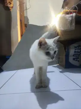 Scottish white mix BSH Blue