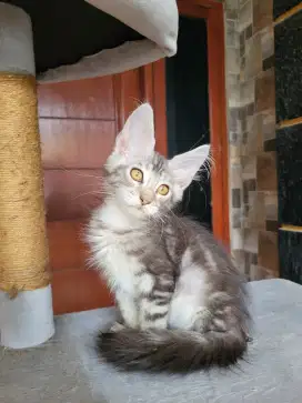 Mainecoon Ped/Non pedigree