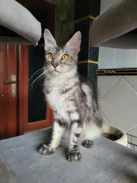 Mainecoon betina proven Ped Cfa