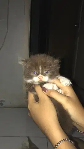 open adopt persian cat