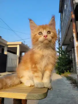 Mainecoon betina Ped/Non Ped