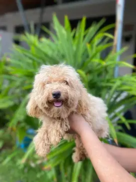 Jual Anjing Maltipoo Apricot