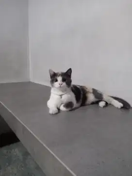 Adopsi kucing persia