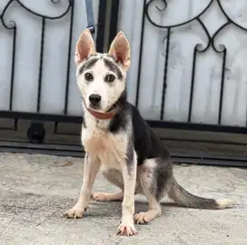 Puppies / anjing mix siberian husky x labrador (jantan)