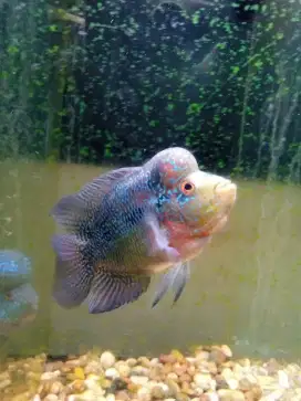 Jual ikan louhan cencu size 3 jari