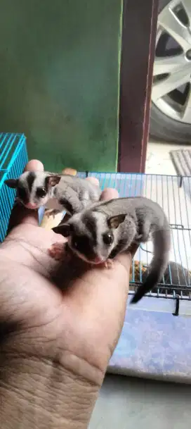 Joey suger glider grey