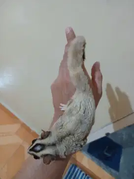 Sugar glider jantan