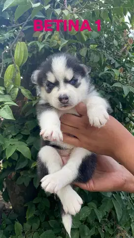 Ready anjing husky