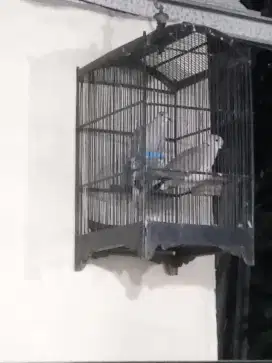 Dijual Cepat Burung puter pelung sejodoh istimewah