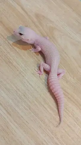 Gecko All White MSDB
