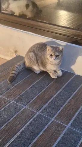 Adopsi kucing BSH,umur 7bln