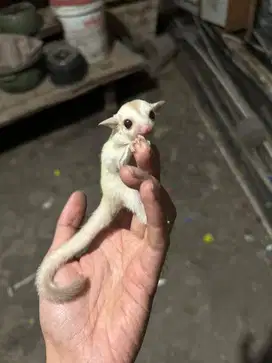 Sugar glider joy creamino betina